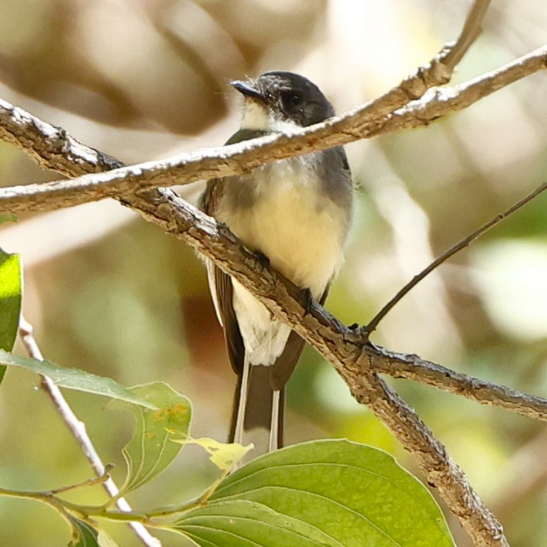 Northern Fantail - ML620430852