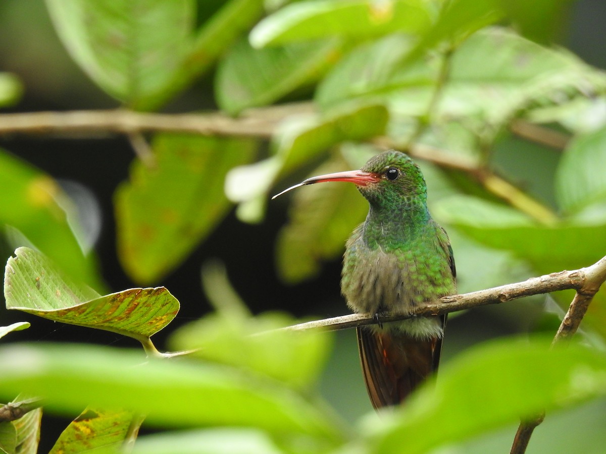 Rufous-tailed Hummingbird - ML620430855