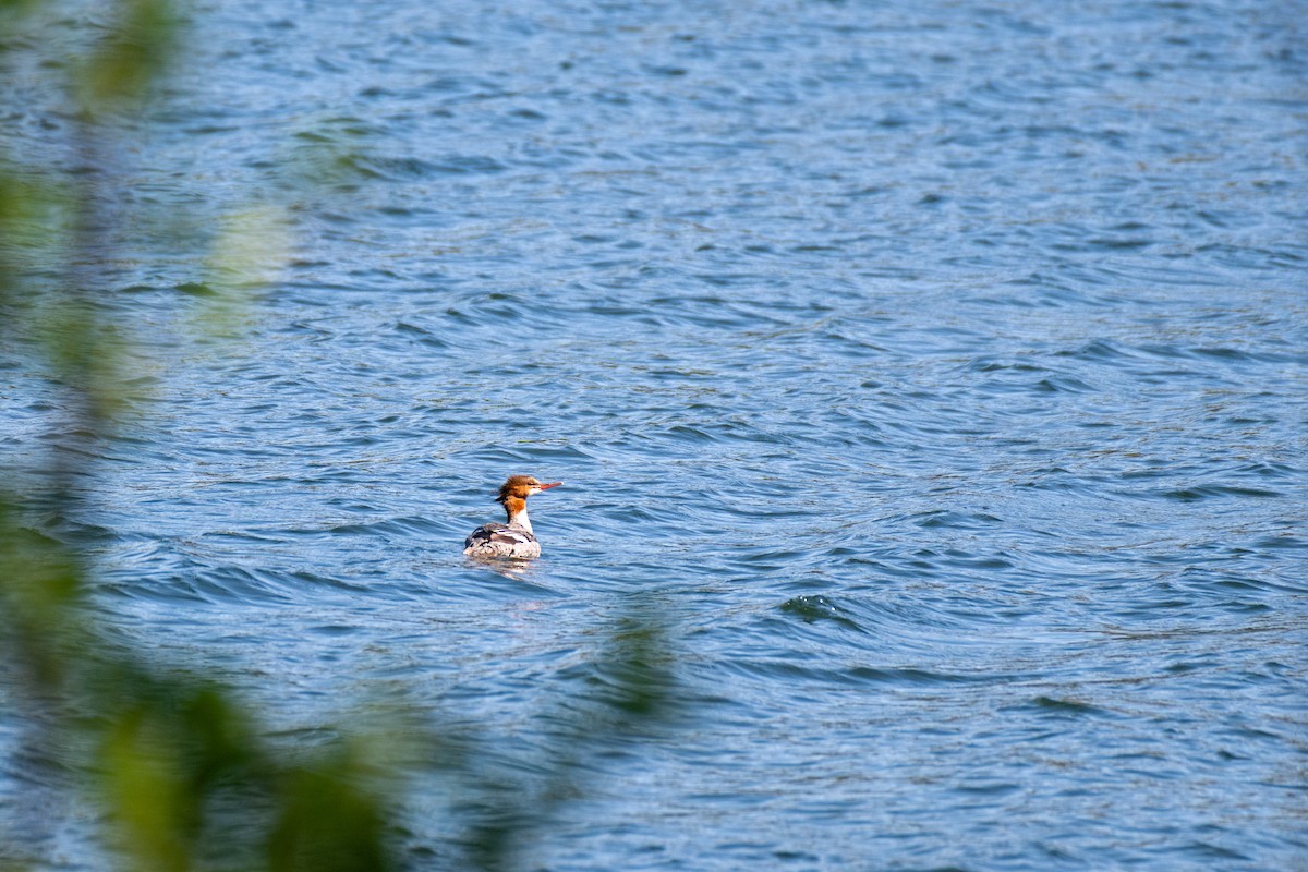 Common Merganser - ML620430857