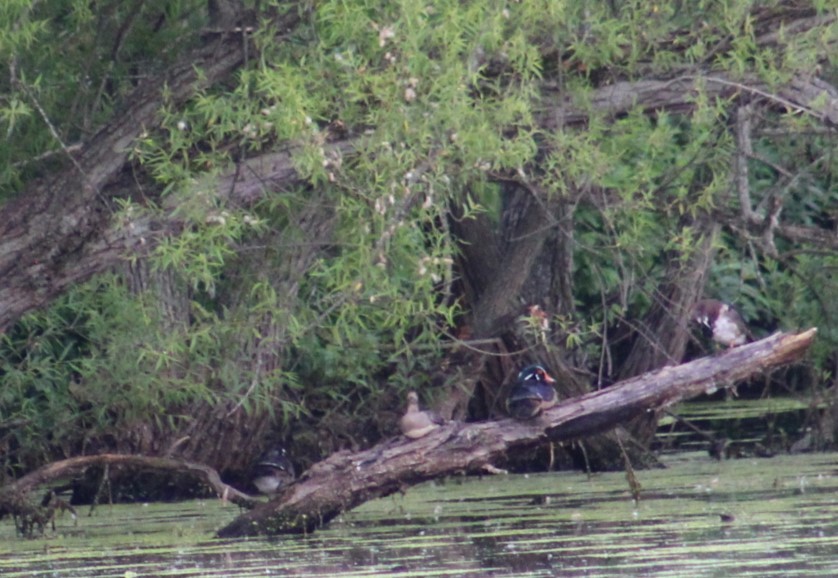 Wood Duck - ML620430858