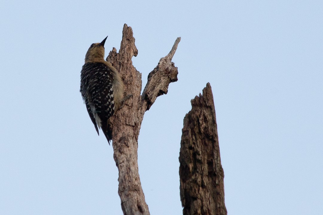 Red-crowned Woodpecker - ML620430860