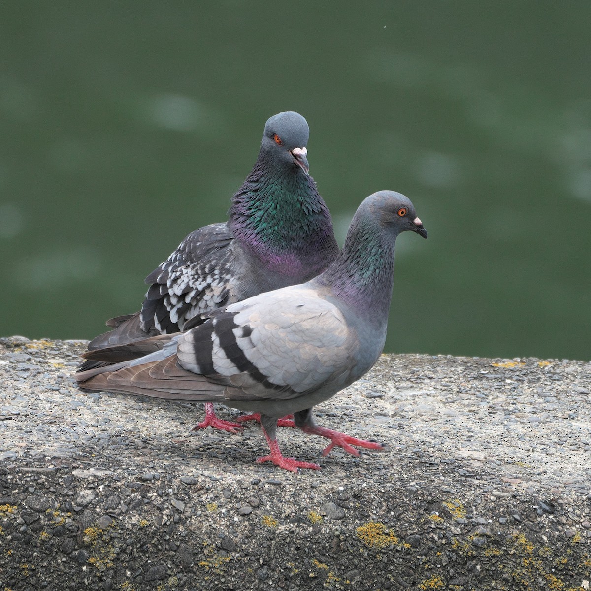 Rock Pigeon (Feral Pigeon) - ML620430864