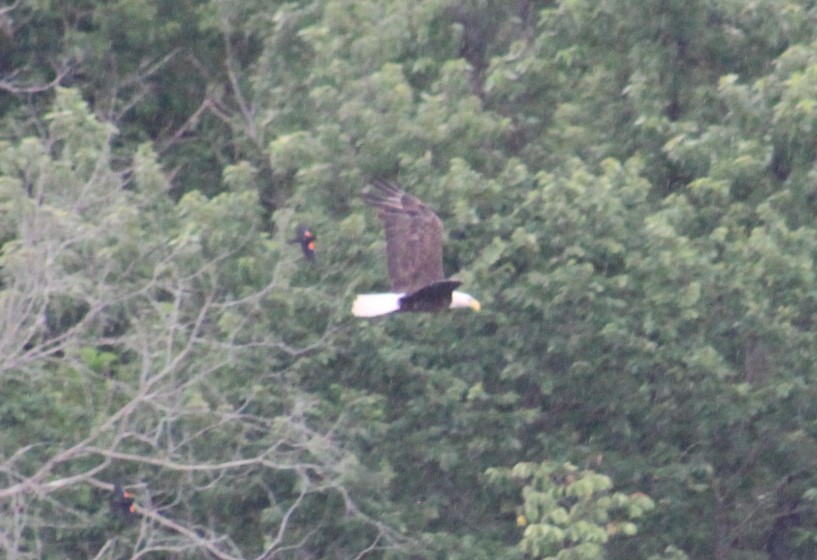 Bald Eagle - ML620430866