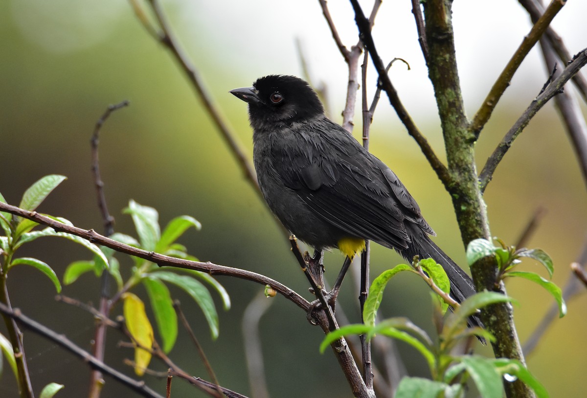 Yellow-thighed Brushfinch - ML620430869