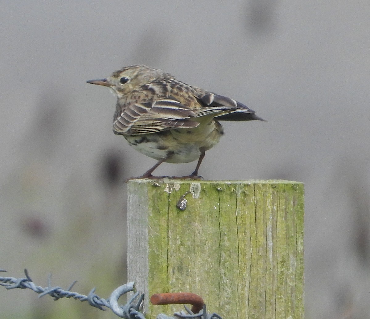 Meadow Pipit - ML620430870