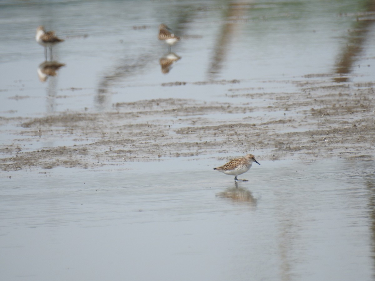 Semipalmated Sandpiper - ML620430871