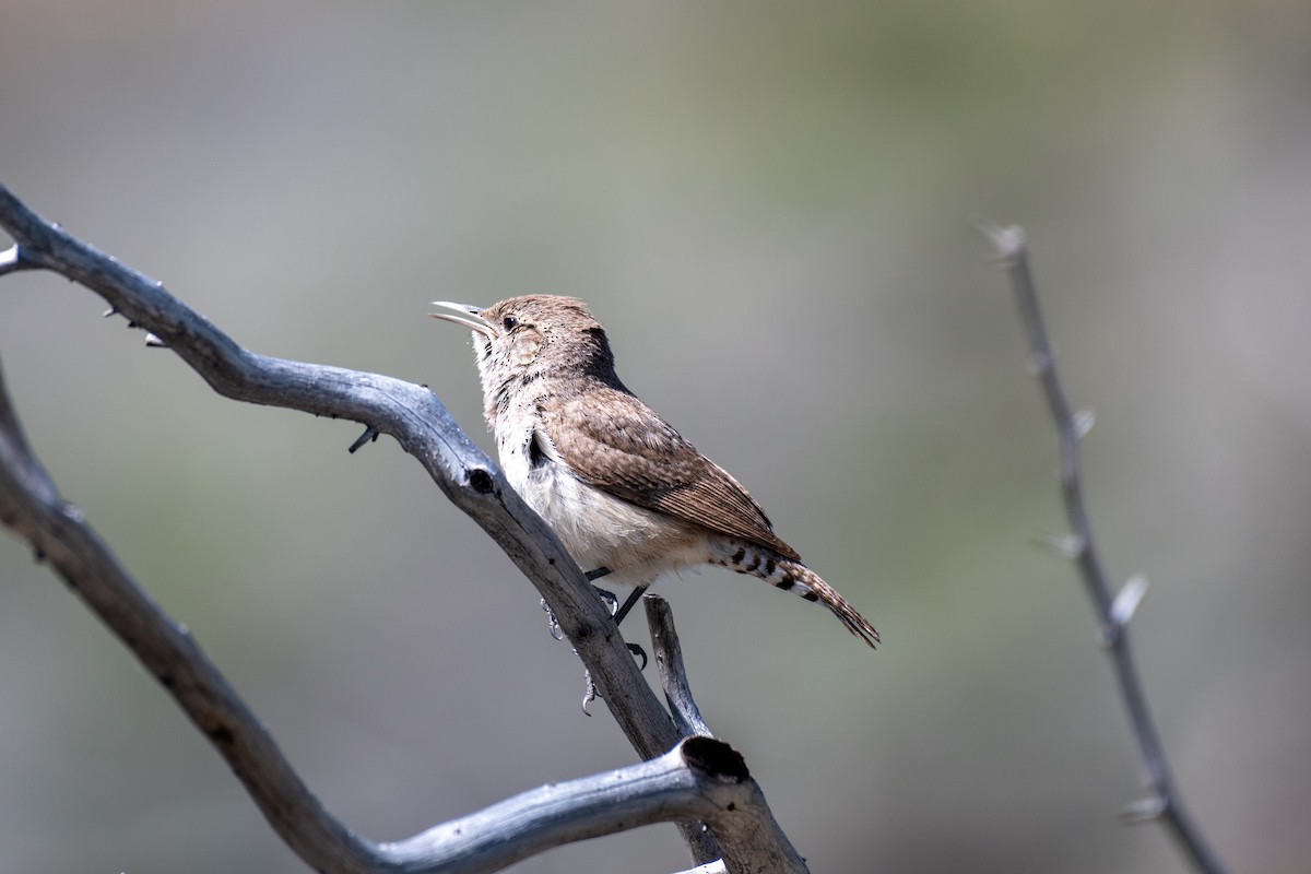 Rock Wren - ML620430872