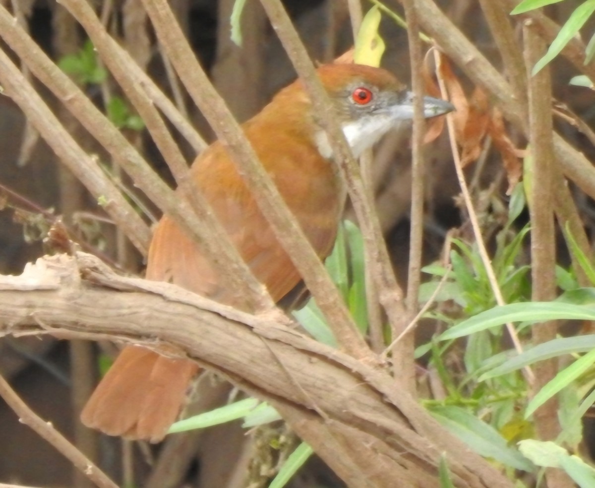 Great Antshrike - ML620430874