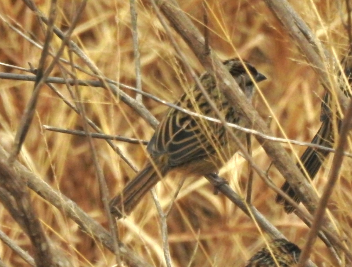 Bruant à calotte rayée - ML620430884