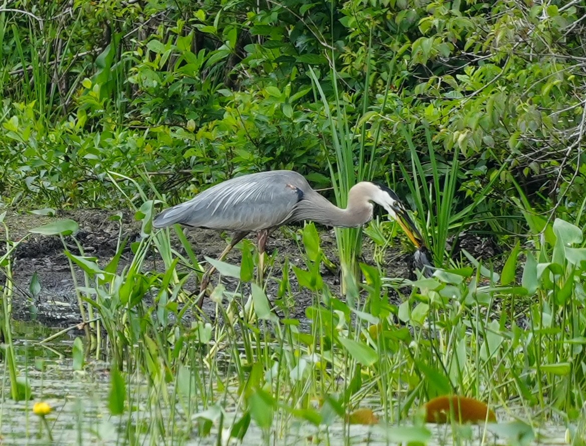 Great Blue Heron - ML620430888