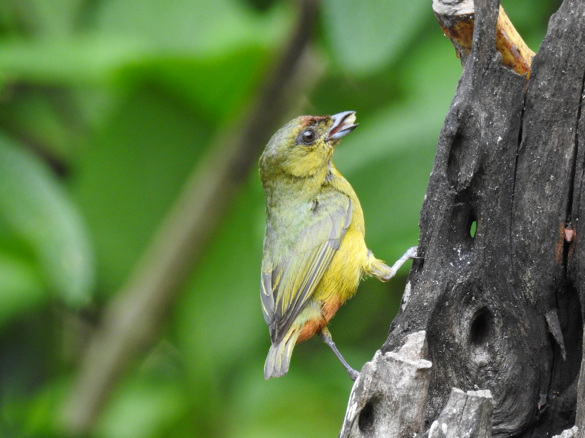 Olive-backed Euphonia - ML620430891