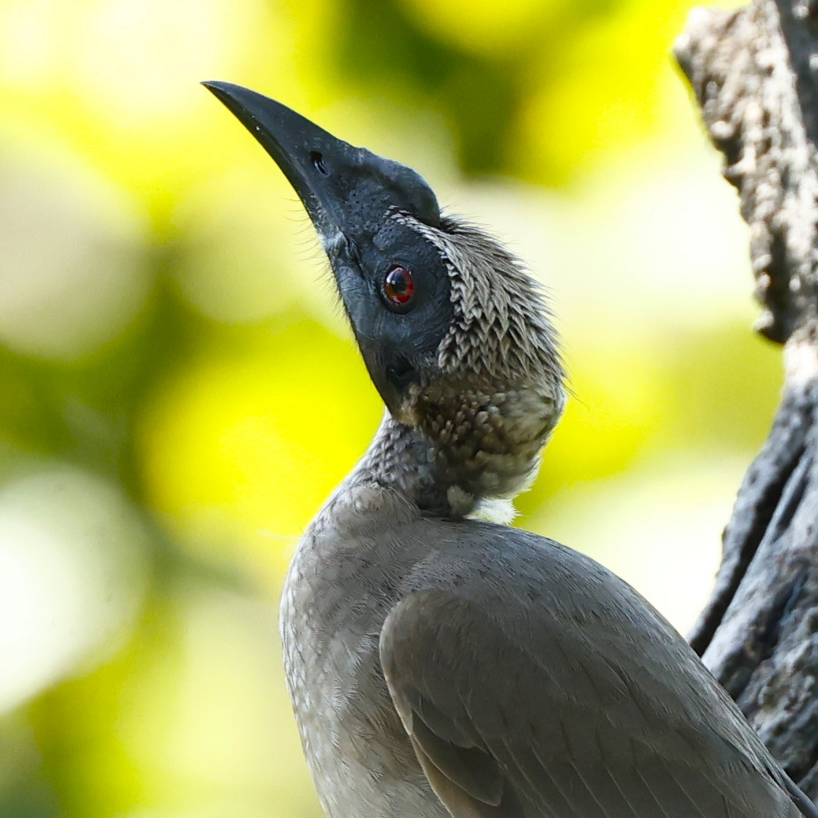 Helmeted Friarbird (Hornbill) - ML620430892