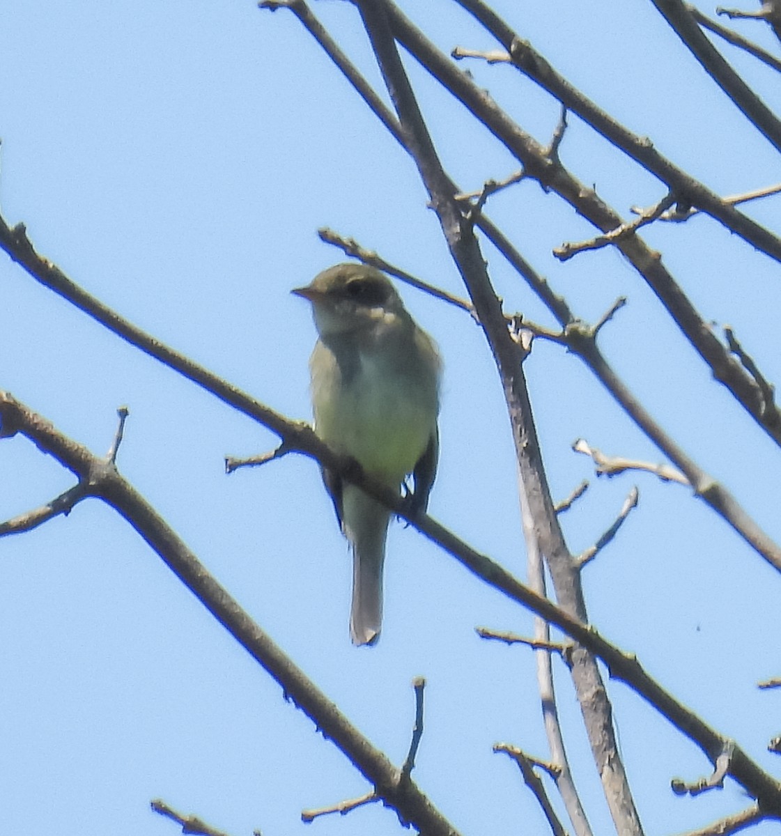 Alder Flycatcher - ML620430896