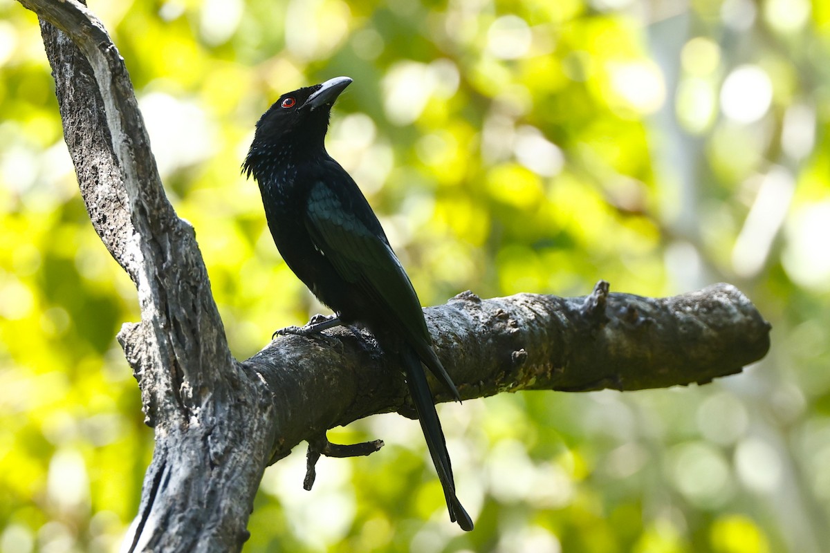 Spangled Drongo - John Mills