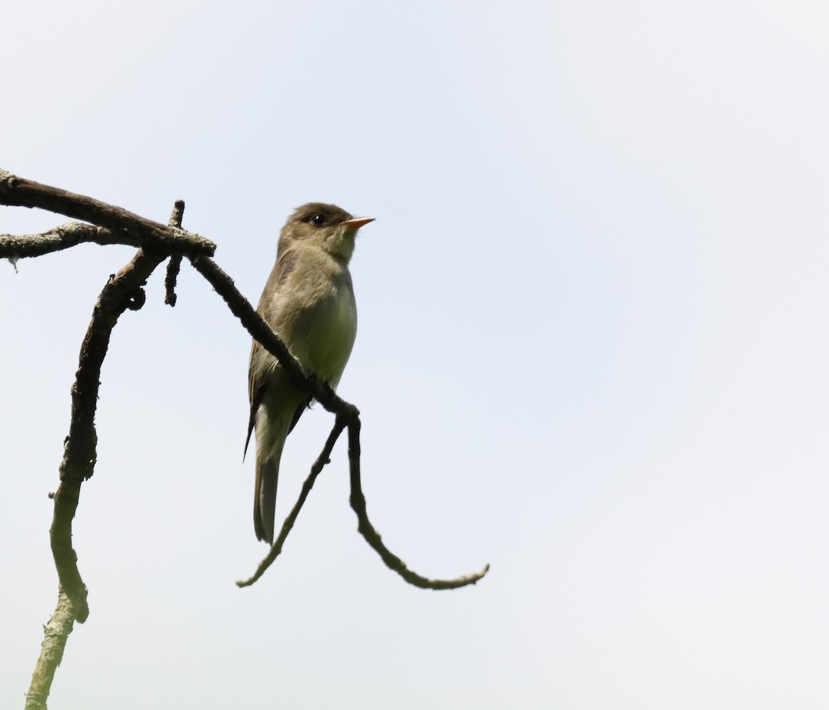 Eastern Wood-Pewee - ML620430903