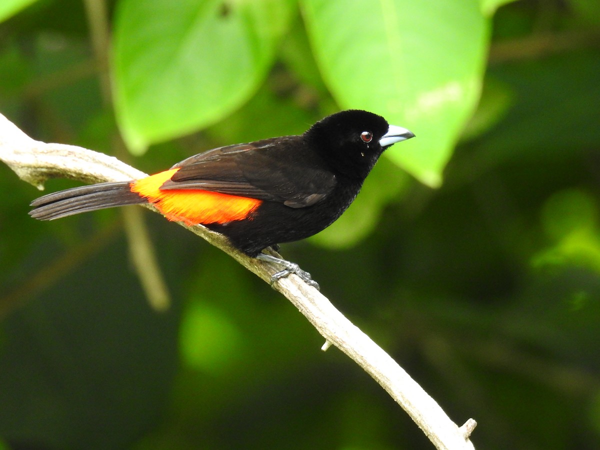 Scarlet-rumped Tanager - ML620430904