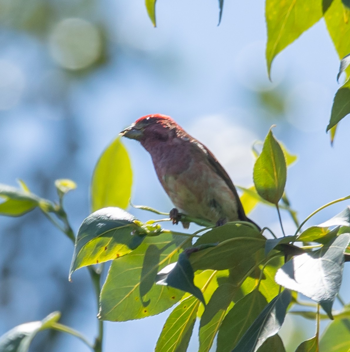 Purple Finch - ML620430907