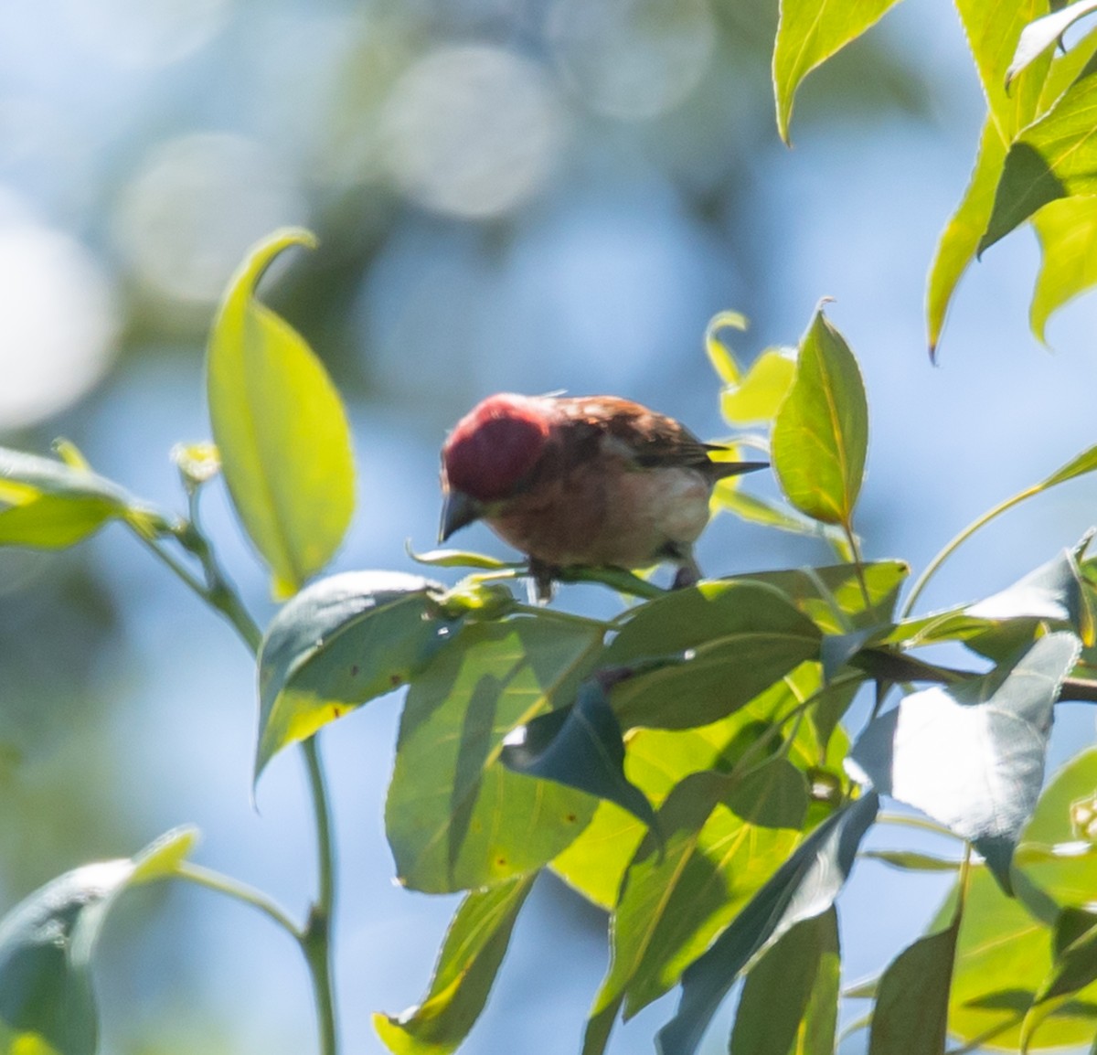 Purple Finch - Hin Ki  & Queenie  Pong