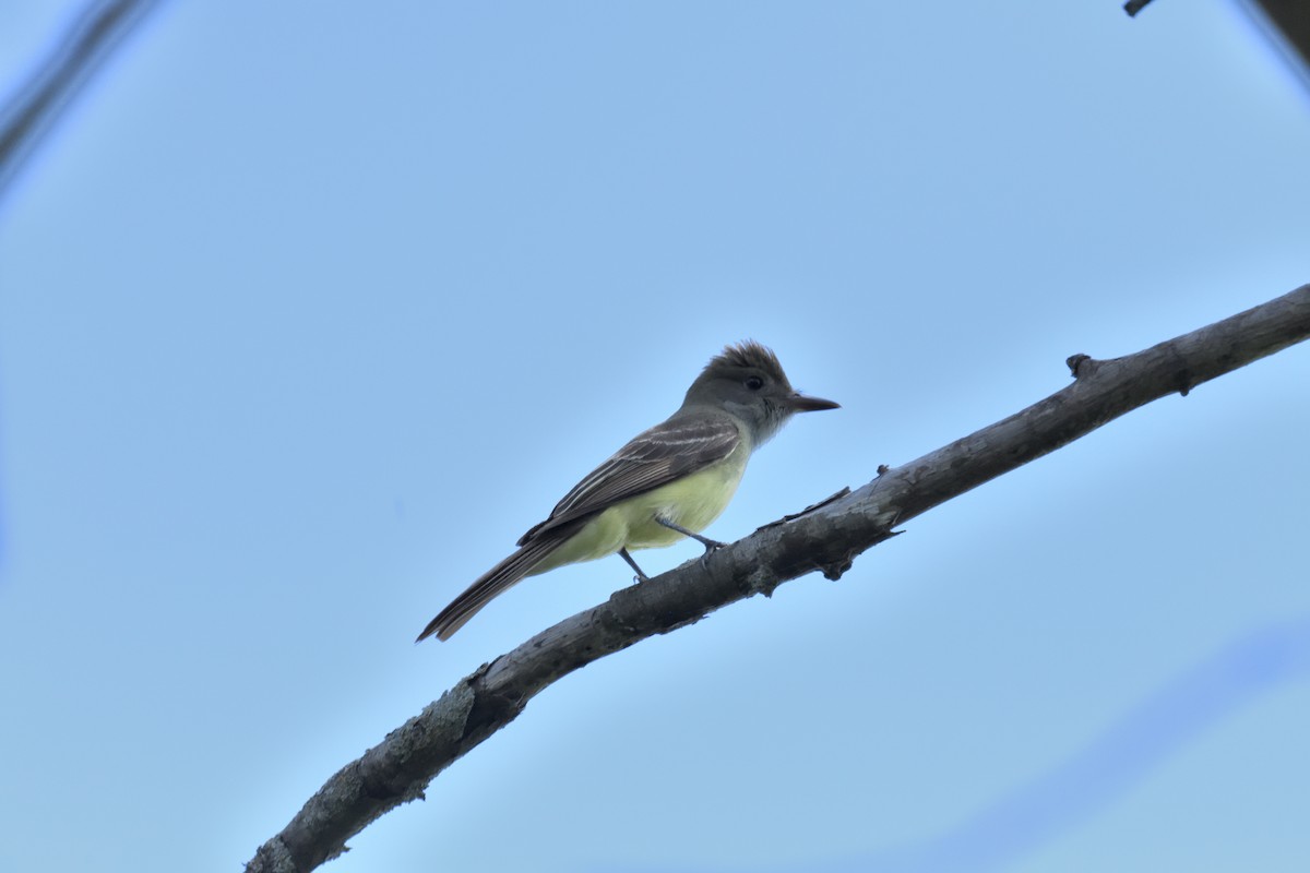 Great Crested Flycatcher - ML620430914