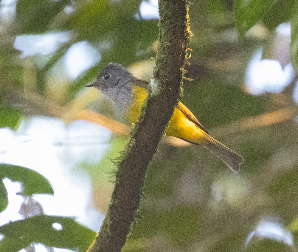 Gray-headed Canary-Flycatcher - ML620430915