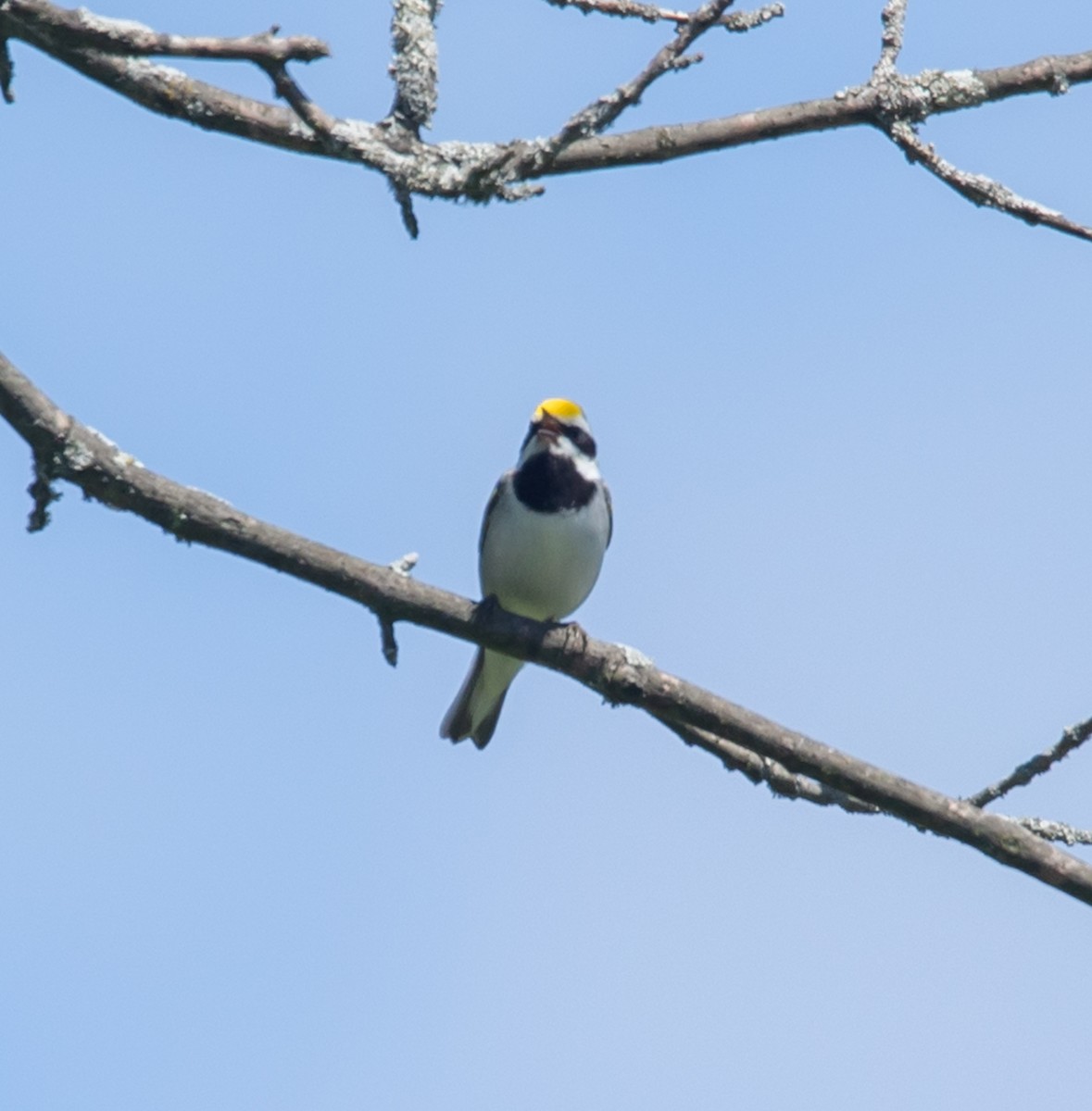 Golden-winged Warbler - ML620430916