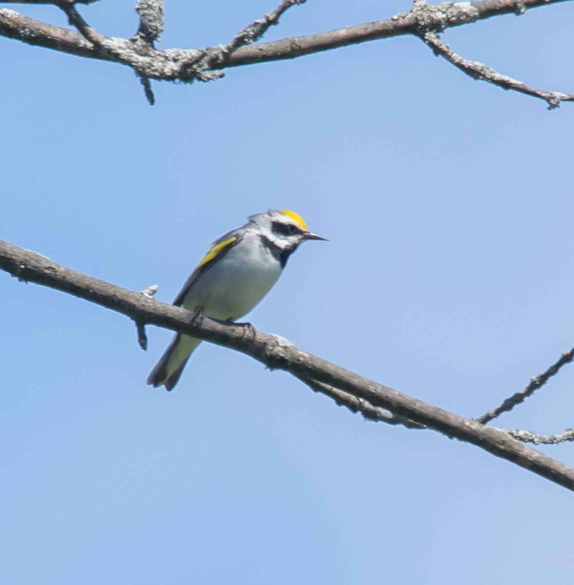 Golden-winged Warbler - Hin Ki  & Queenie  Pong