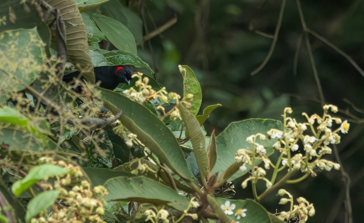 Scarlet-bellied Mountain Tanager (Scarlet-bellied) - ML620430919