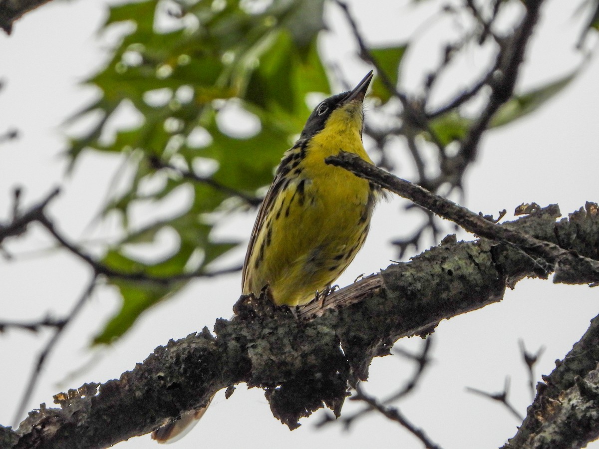 Kirtland's Warbler - ML620430921