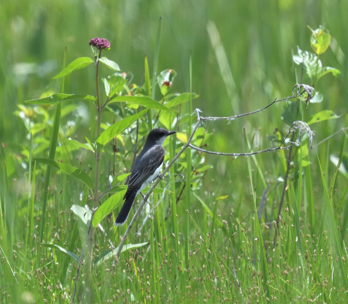 Eastern Kingbird - ML620430922