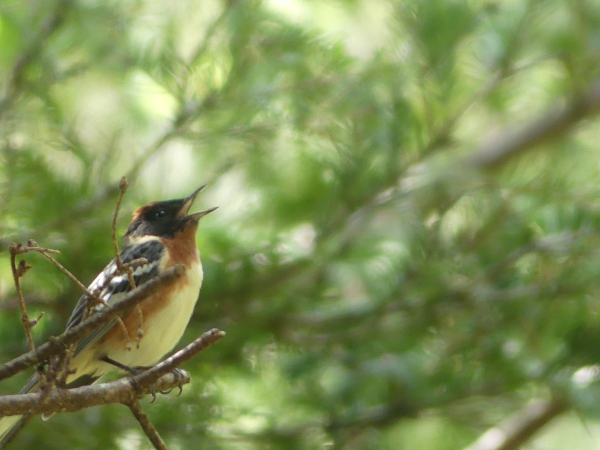 Bay-breasted Warbler - ML620430923