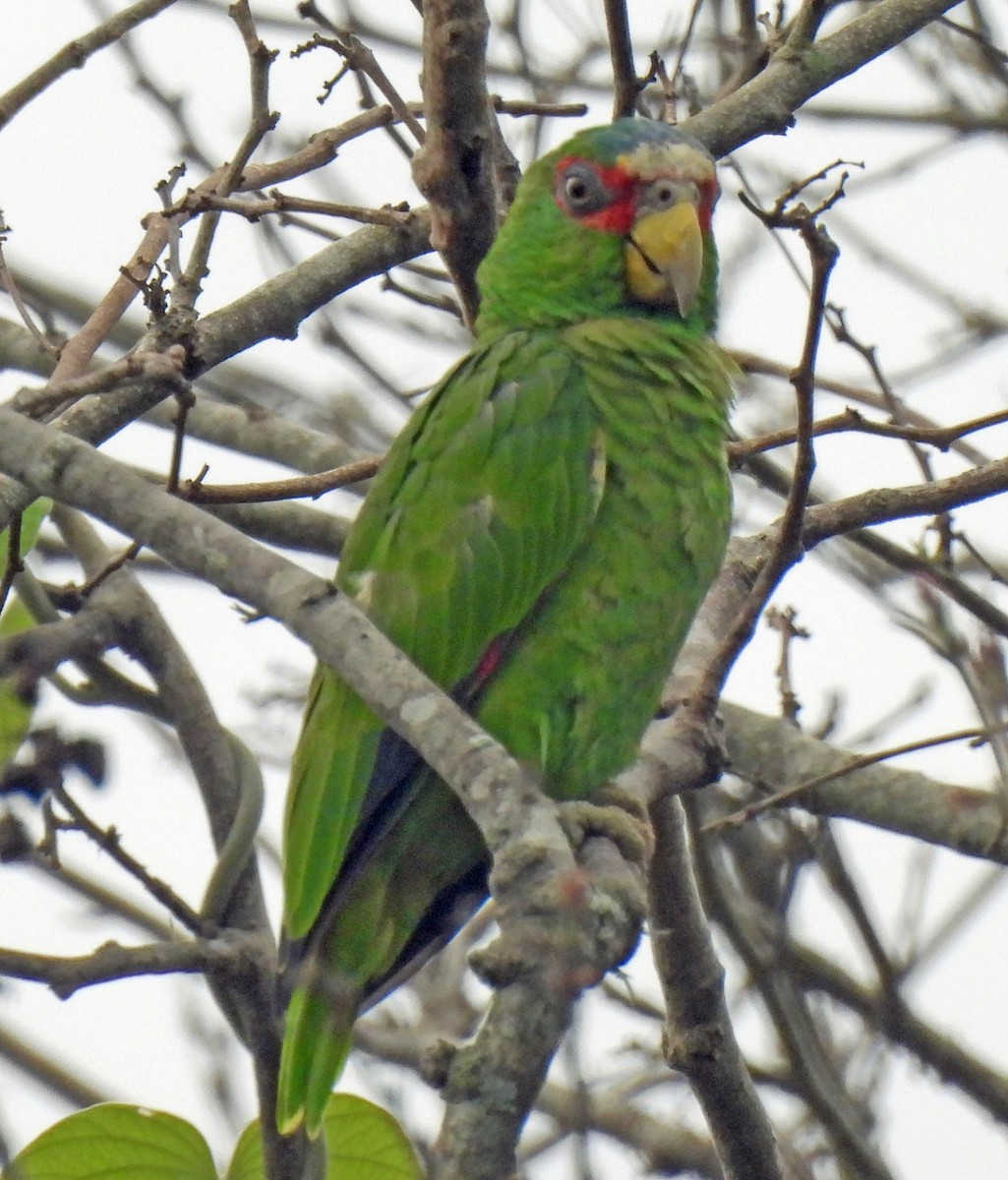 White-fronted Parrot - ML620430931