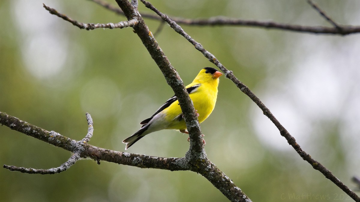 American Goldfinch - ML620430933