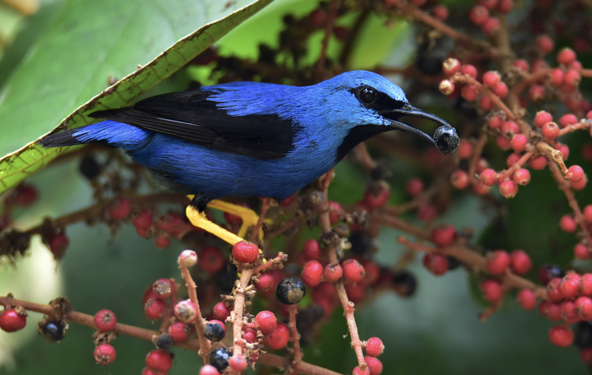 Shining Honeycreeper - ML620430934