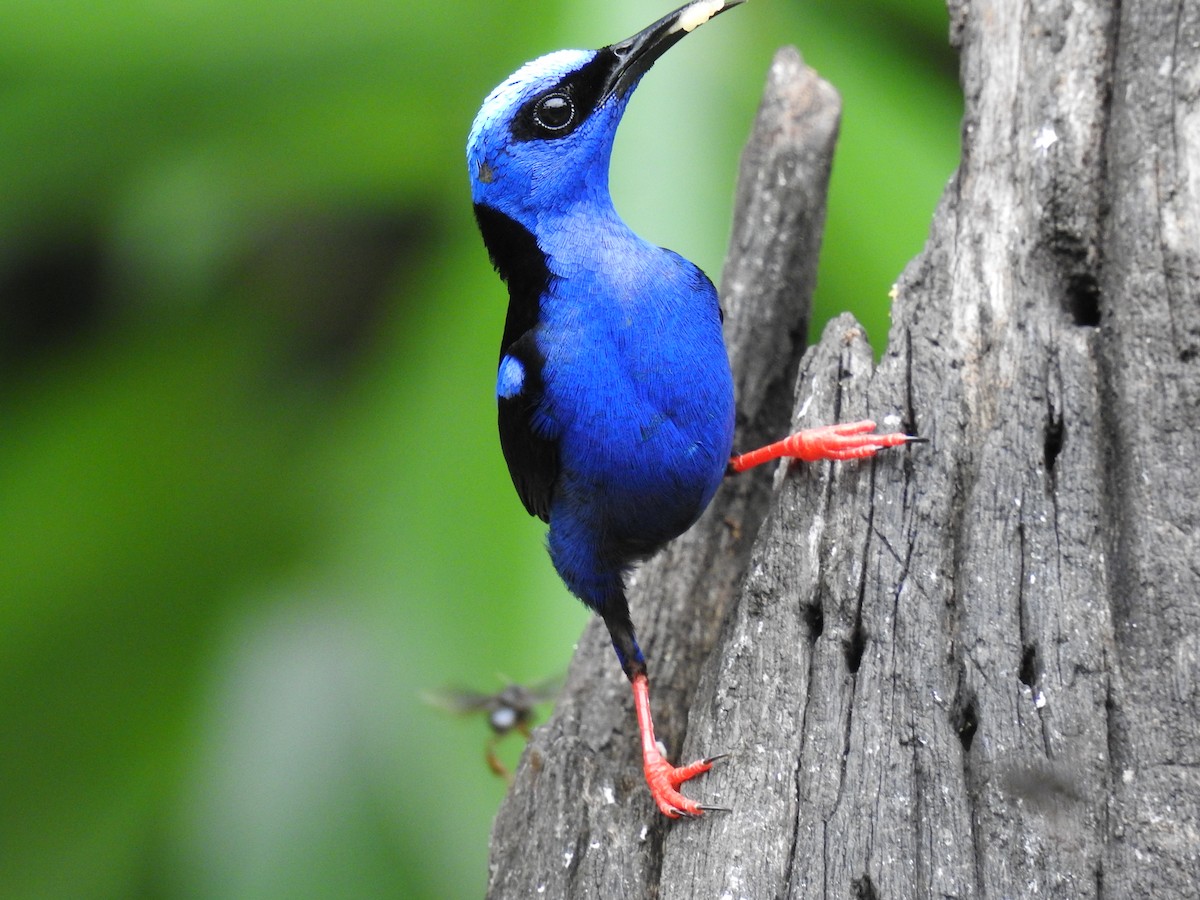 Red-legged Honeycreeper - ML620430936