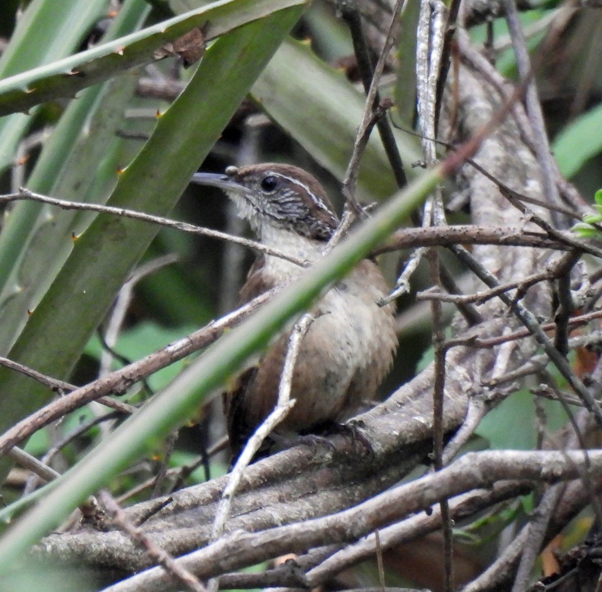 Carolina Wren - ML620430938