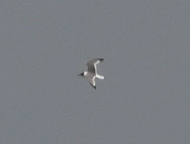 Franklin's Gull - Andrew Jacobs
