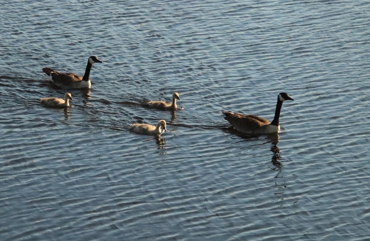 Canada Goose - ML620430947