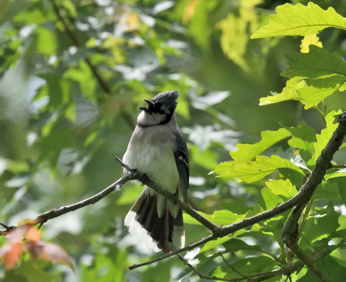 Blue Jay - ML620430948