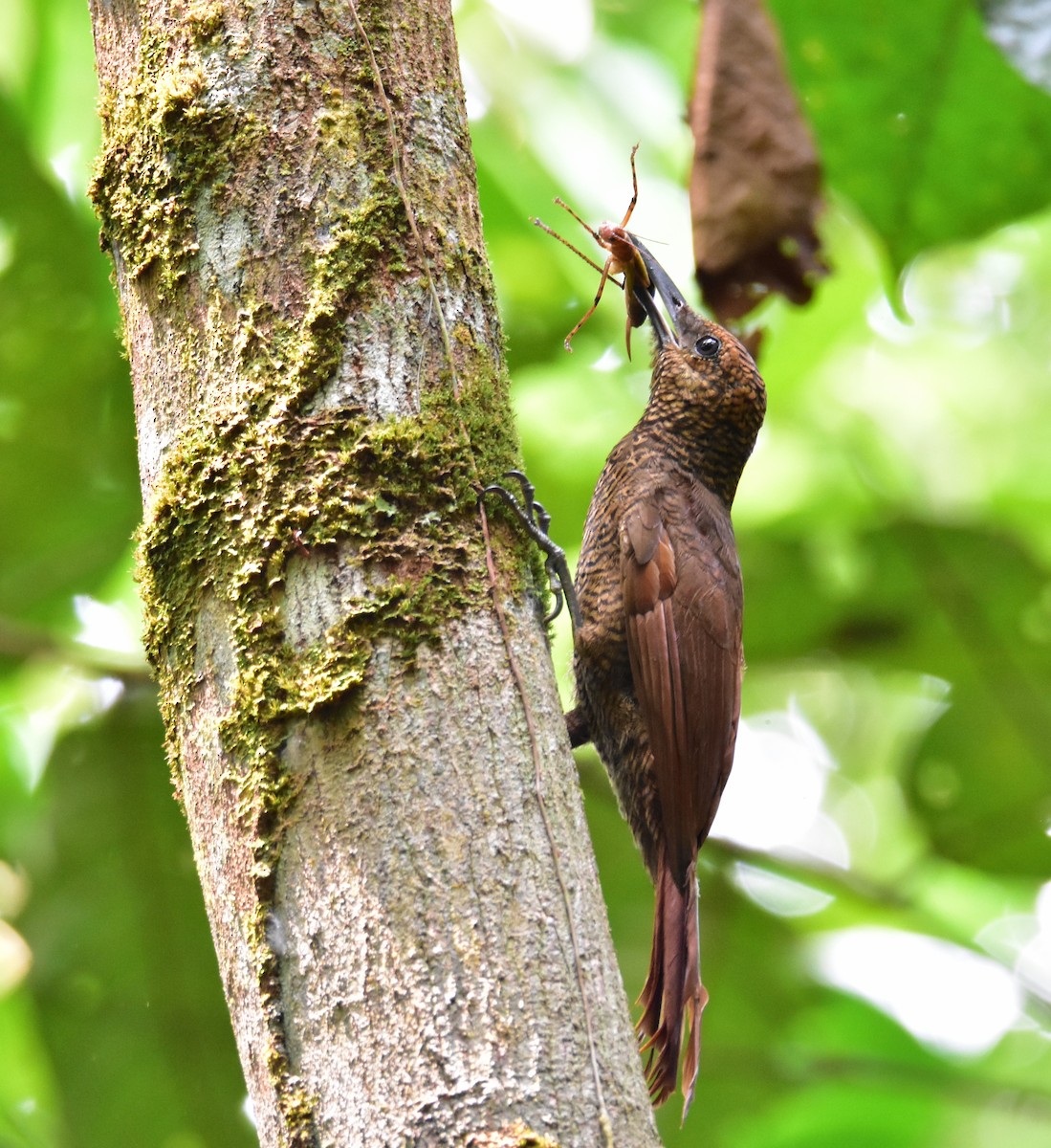 Northern Barred-Woodcreeper - ML620430962