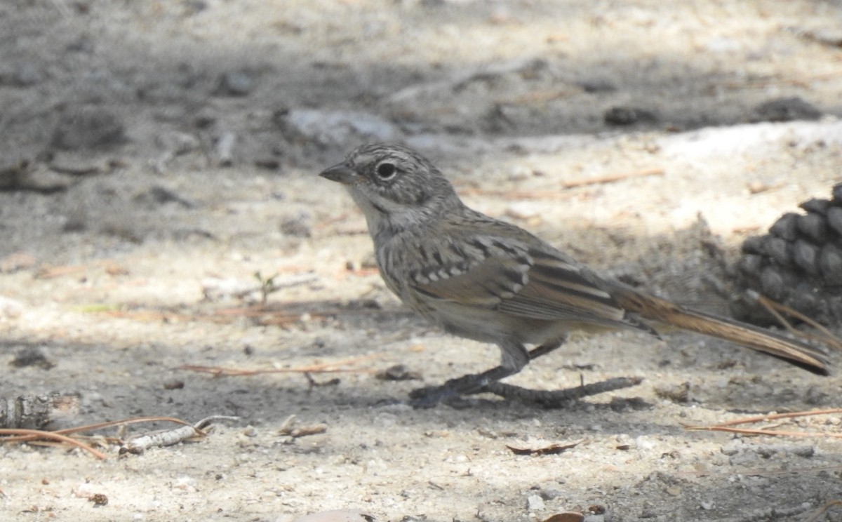 Bell's Sparrow - ML620430963