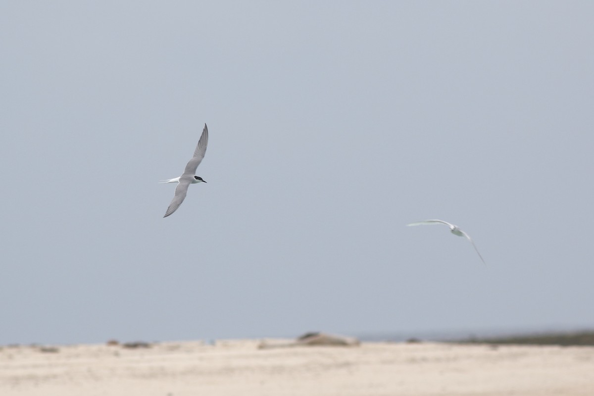 Common Tern - ML620430964