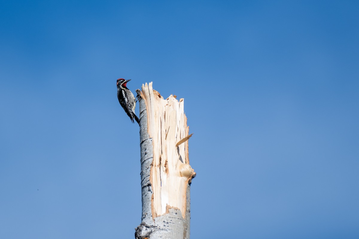 Red-naped Sapsucker - ML620430965