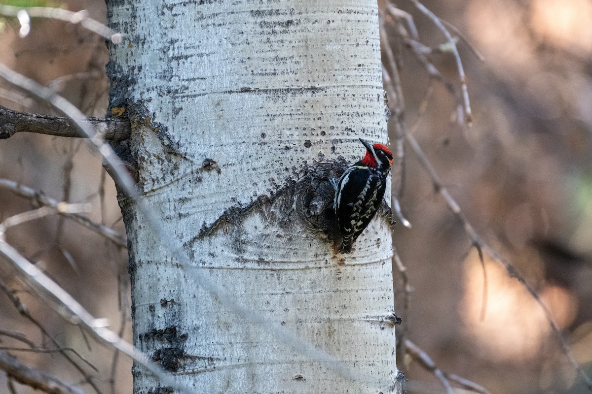 Red-naped Sapsucker - ML620430966