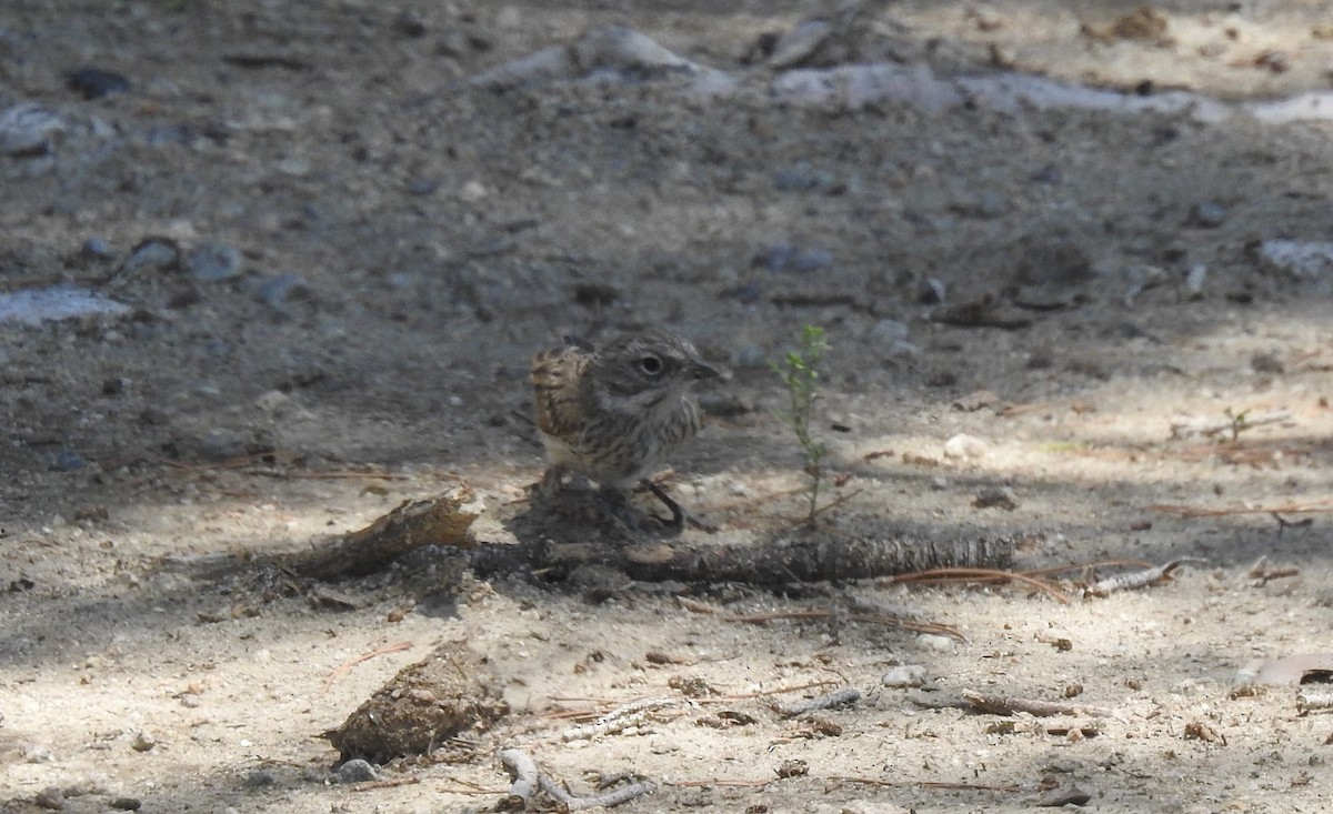 Bell's Sparrow - ML620430967