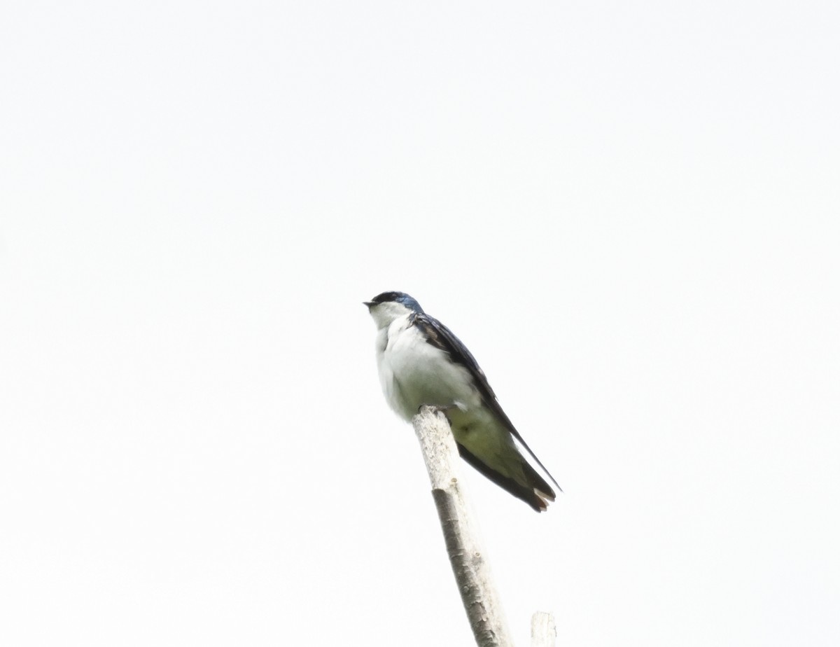 Tree Swallow - ML620430968