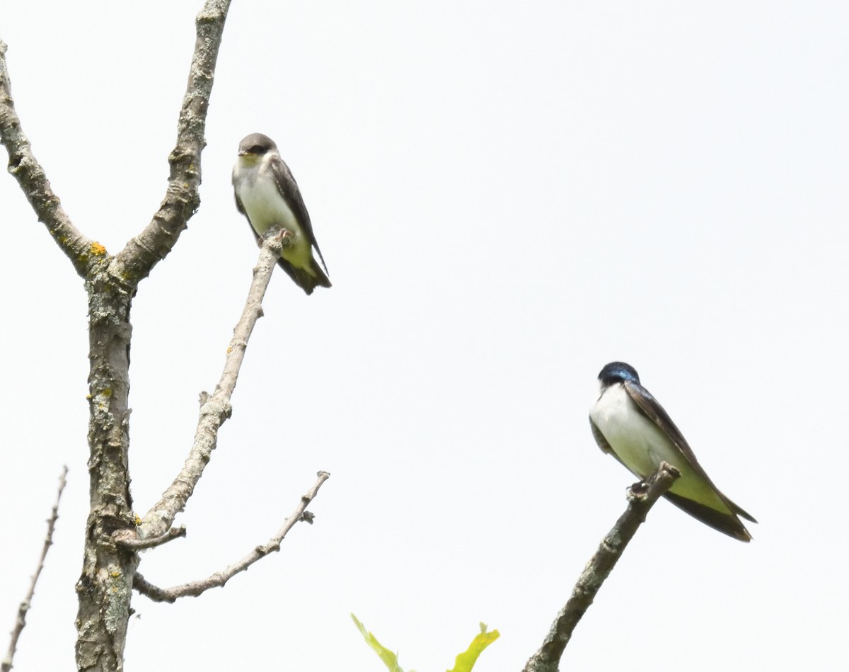 Tree Swallow - ML620430969