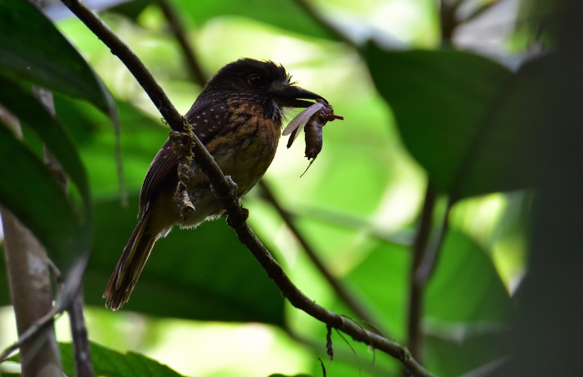 White-whiskered Puffbird - ML620430970