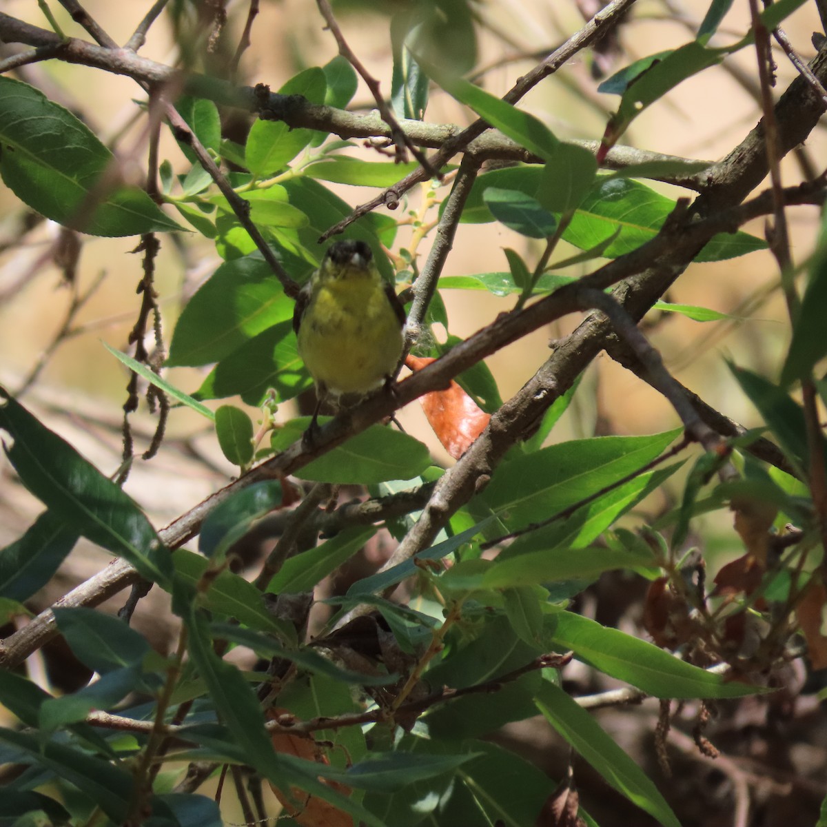 Lesser Goldfinch - ML620430974