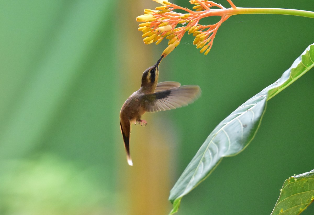 Stripe-throated Hermit - ML620430975