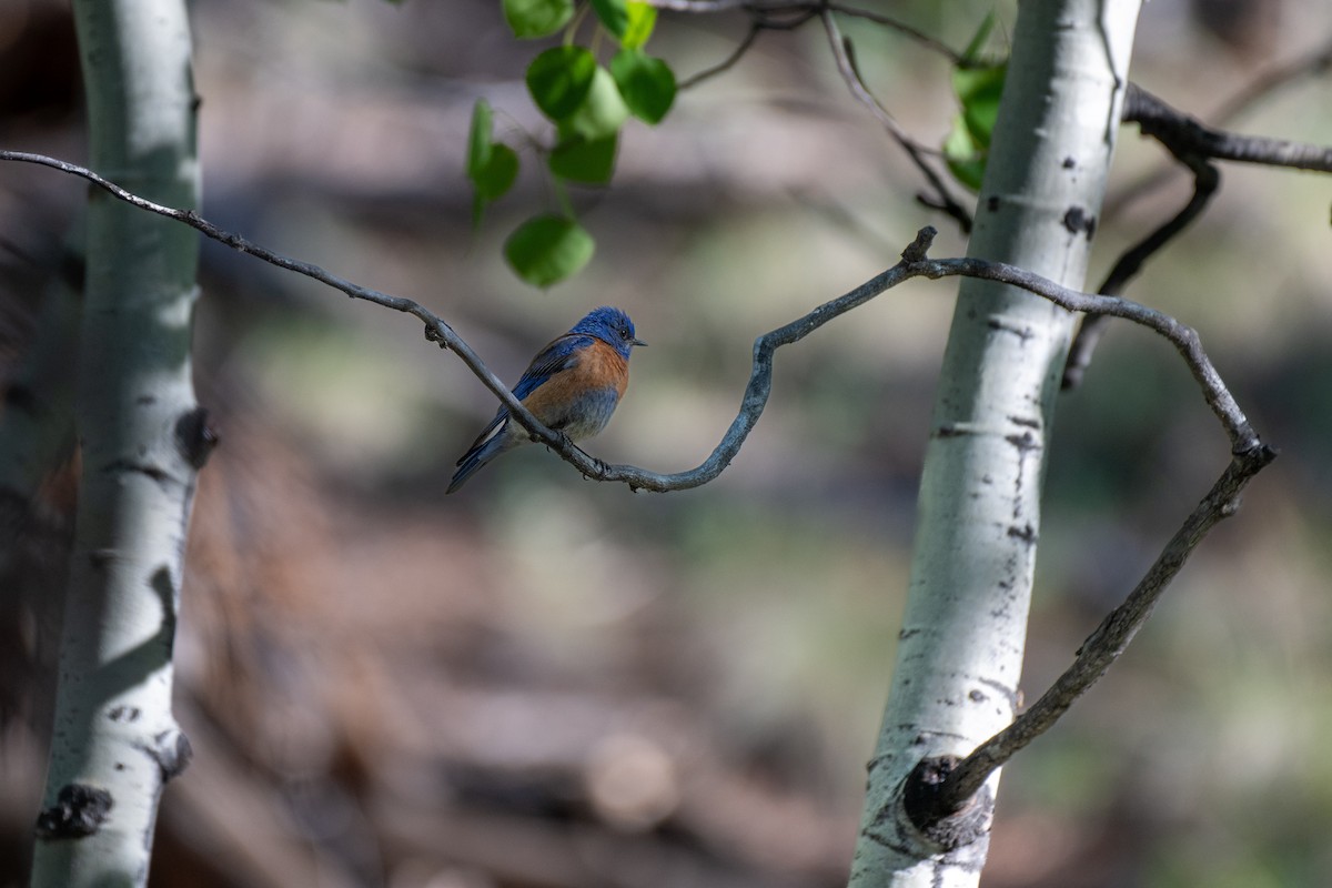 Western Bluebird - ML620430977